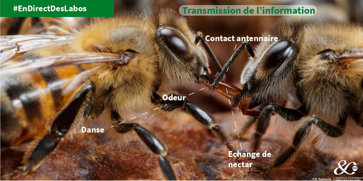 #EnDirectDesLabos🔎| Nouveau mécanisme d'apprentissage social chez les #abeilles 🐝🍯 L'#odeur d'une source alimentaire peut se transmettre par contact antennaire 🌺📡 ➡️inee.cnrs.fr/fr/cnrsinfo/de… 📕doi.org/10.1016/j.cub.… 🤝@CNRS | @EGCE_lab | @ParisDiderot | @ird_fr | @u_psud