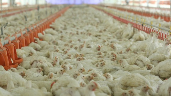 Gestionpe's tweet photo. Precio del pollo alza vuelo: crece 25.9% en lo que va de mayo ► https://t.co/BYJnDPBkum https://t.co/MgdRqwVurE