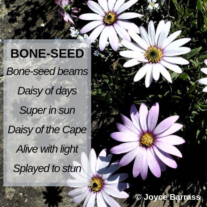 BONE-SEED today and a tribute to those gorgeous Osteospermums in full flower #amwriting #poetry #naturewriting #flowers #plants #CapeDaisies #AfricanDaisies #gardening #poetrycommunity #writingcommunity #writingrocks 
jobiskaspinwheel.blogspot.com/2019/05/bone-s…