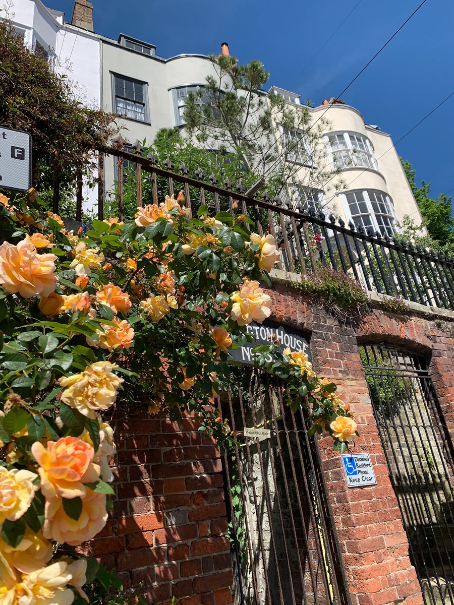 Roses in full bloom...