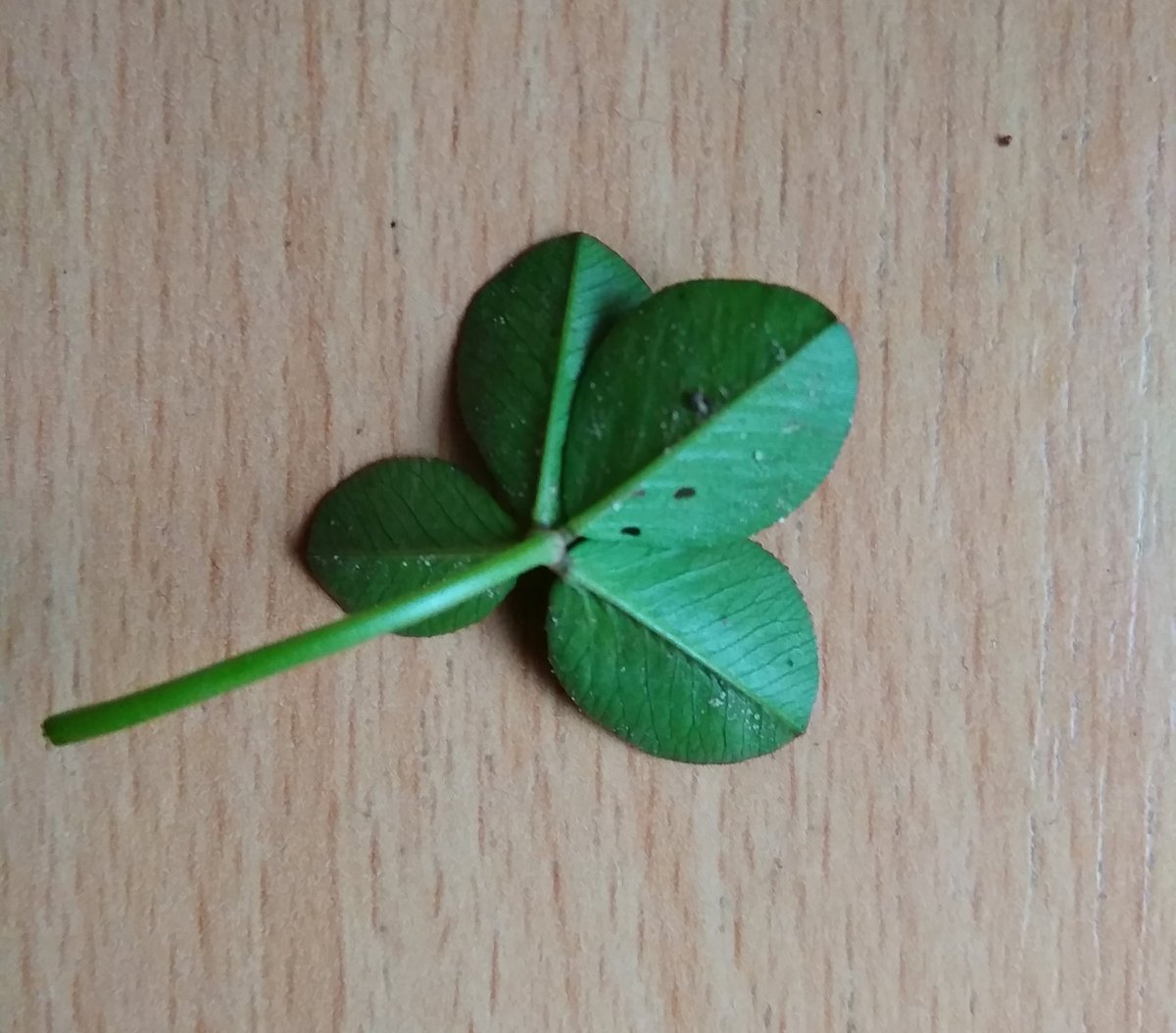 flawlessbiebsiu's tweet photo. znalazłam czterolistną koniczynkę
rt for good luck 🍀🍀 https://t.co/cPhlA5MWSB
