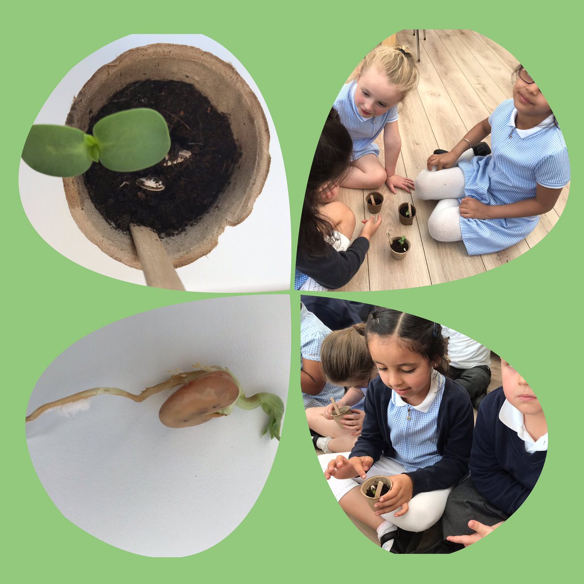 StPaulsBolton's tweet photo. Year 1 are so excited to see that their sunflower seeds and beans have started to grow #year1lovescience #growingplants #observations https://t.co/6gbfK7eZbz