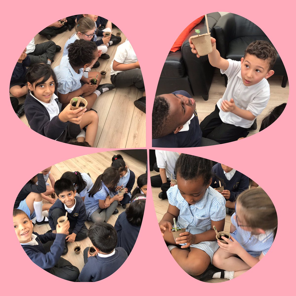 StPaulsBolton's tweet photo. Year 1 are so excited to see that their sunflower seeds and beans have started to grow #year1lovescience #growingplants #observations https://t.co/6gbfK7eZbz