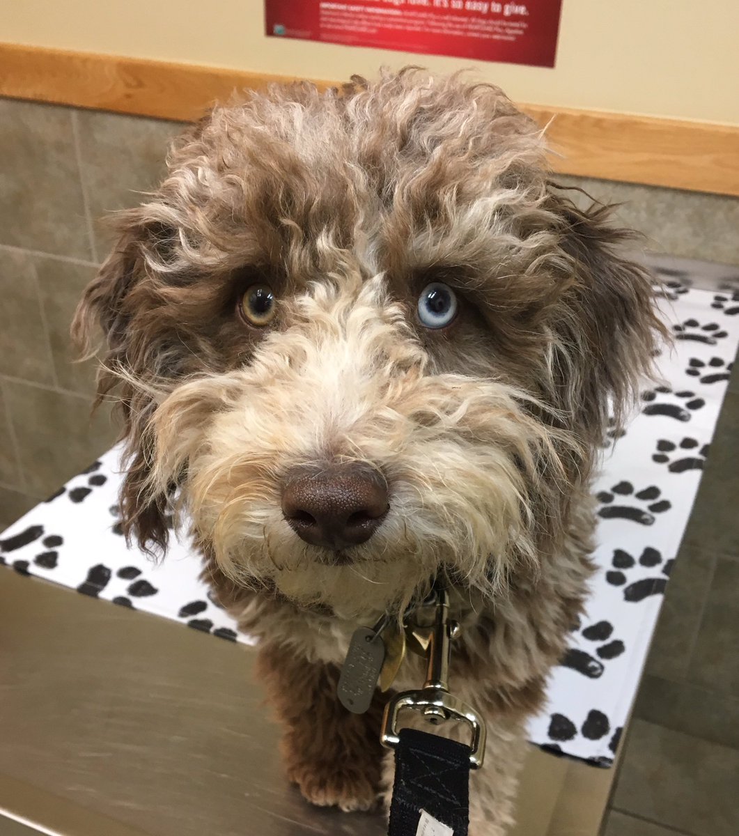 geoffreysmorton's tweet photo. @melissa_chiodo Thanks for leaving us out #dogmom #aussiedoodlesdontcare! https://t.co/SQ3yf5B6NT
