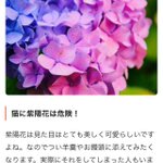 【注意喚起】紫陽花は猛毒!ペットがクンクンしてたら注意して!