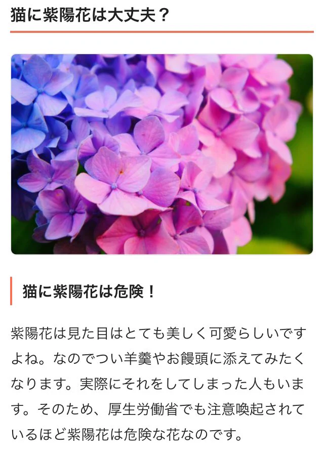 【注意喚起】紫陽花は猛毒！！ペットがクンクンしてたら注意して！