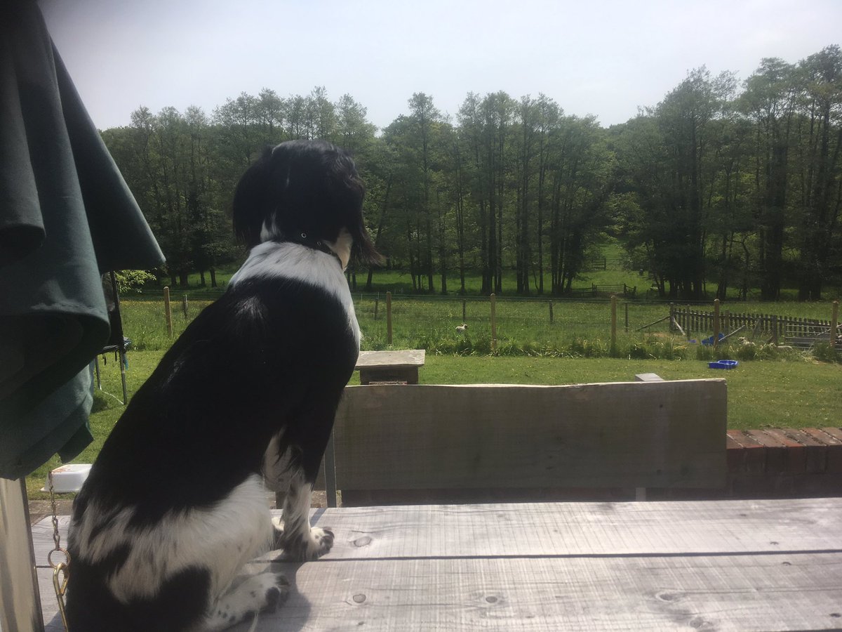 Sitting in the sun with a view down to the stream typing up a list of butchery instructions for our next <a href="/hatchettdexter/">Hatchett Dexters</a>. Now is the time to preorder if you have a special request! We like to keep the freezer stocked but #sirloin #ribeye steaks &amp; joints tend to sell out quick.
