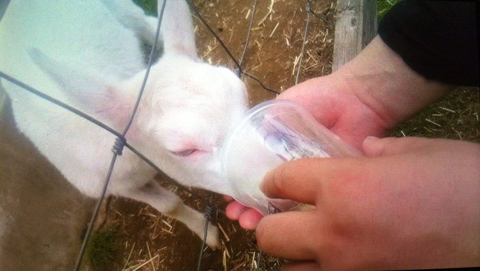 子ヤギのtwitterイラスト検索結果