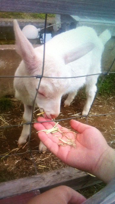 子ヤギのtwitterイラスト検索結果