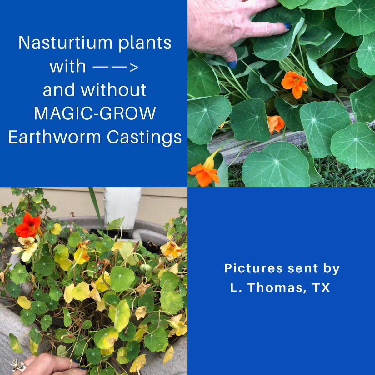 magicwormranch's tweet image. Stock up on your worm castings! This weekend we’ll be at @SBCFarmersMkt Fri &amp;amp; @twfarmersmarket Sat #wormcastings #soilamendments #nutrientrich #microbes #organic #soilfoodweb #wormpoop #soilhealth #planthealth #garden #landscape #feedyoursoil #omrilisted #gotexan #twfarmersmarket