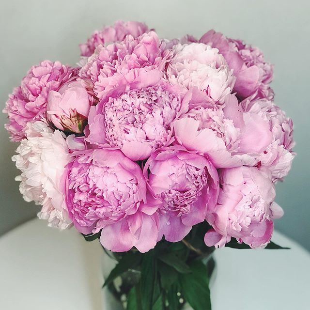 GardeniaLondon's tweet photo. ‘‘Tis the season (for Peonies)! •
#gardeniaoflondon #wimbledonvillage #wandsworthcommon #teddington #floristry #flowersofinstagram #flowers #florists #picoftheday #london #forprettysake #londonflorist #pretty #flowerspiration #floralinspiration #luxury #flowerpower #inbloom … https://t.co/eNwkq0PGHY