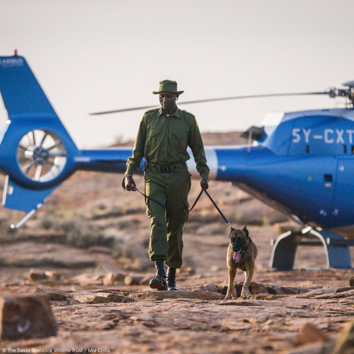 Our furry, four-legged members of our field teams are vital in the fight to stop wildlife crime. Get to know some of the team members and find out how we care for our anti-poaching pooches: sheldrickwildlifetrust.org/projects/canin… #wildlifewarriors