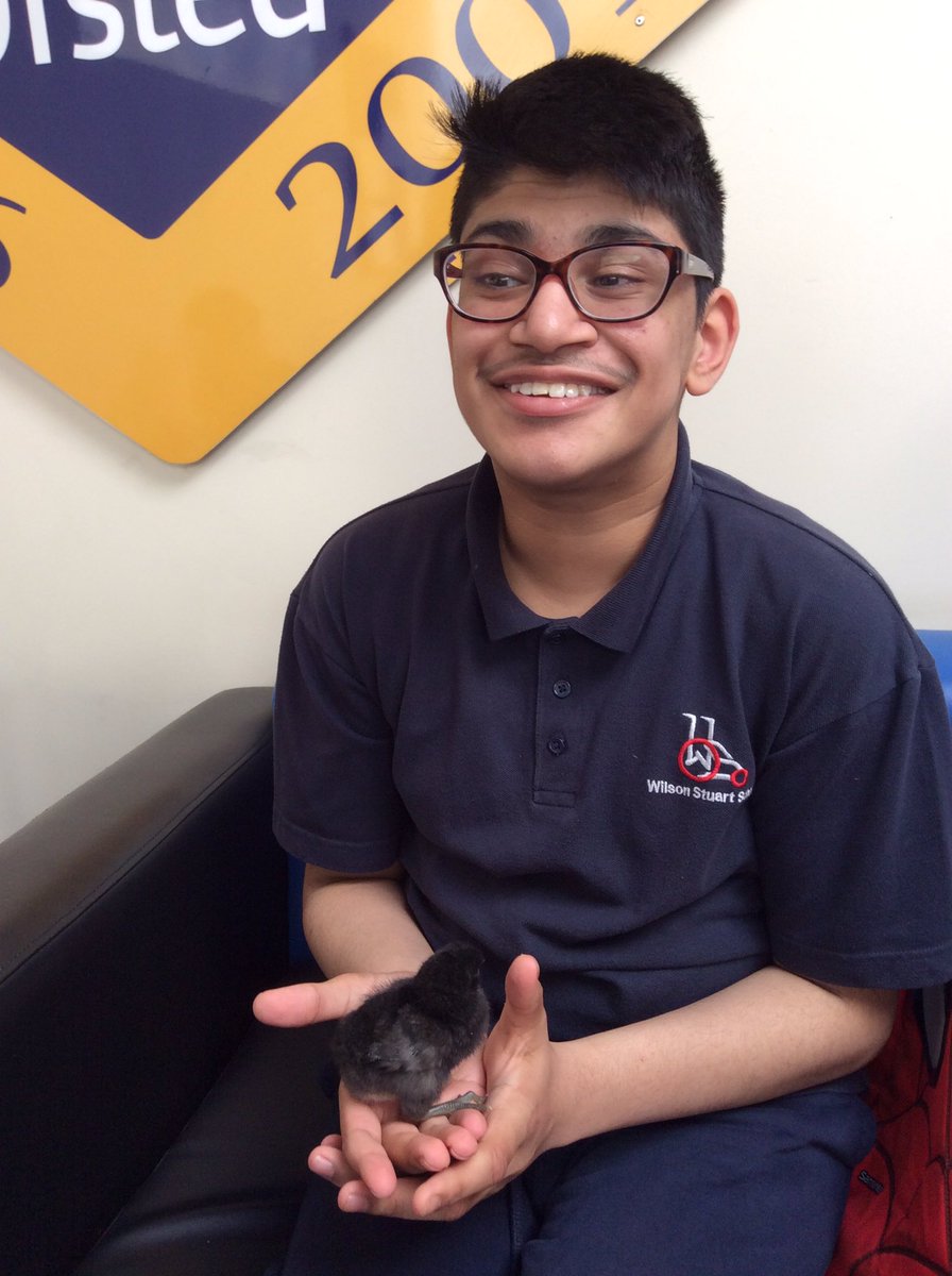 wilsonstfeed's tweet photo. 4.3 Students have enjoyed meeting the chicks today🐥 #wsscience https://t.co/qBjIf9F6LA
