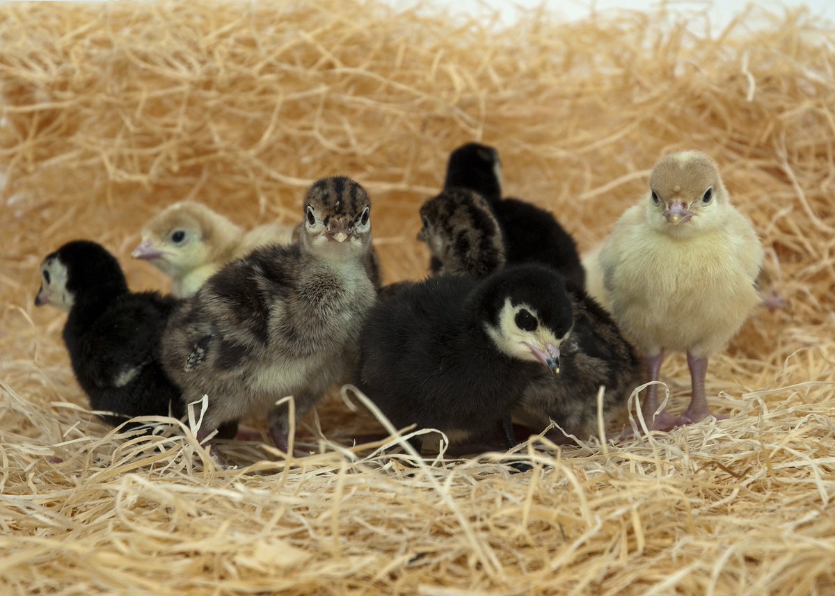 Golden Turkeys® (@goldenturkeys) on Twitter photo The Fluffies (our special Golden Turkey poults) are arriving soon <a href="/GoldenTurkeys/">Golden Turkeys®</a> accredited Farmers!...Read our latest blog about what goes into sourcing this year's traditional slow grown, young turkey poults from specialist hatcheries.bit.ly/30lpA6V The Fluffies (our special Golden Turkey poults) are arriving soon <a href="/GoldenTurkeys/">Golden Turkeys®</a> accredited Farmers!...Read our latest blog about what goes into sourcing this year's traditional slow grown, young turkey poults from specialist hatcheries.bit.ly/30lpA6V