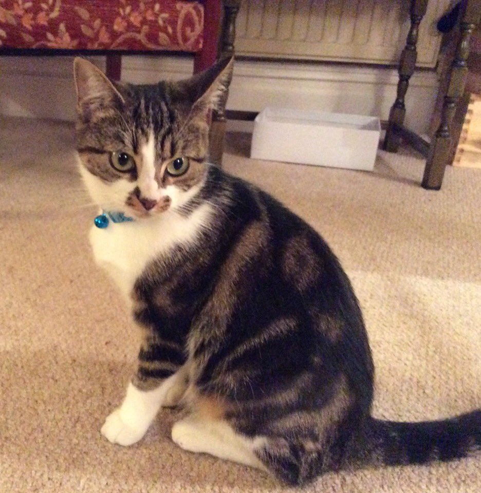 AnimalSearchUK's tweet photo. PLEASE SHARE - MISSING CAT FROM RADYR, CARDIFF, CF15 8.
Have you seen Kitty? - ALP368997
If you have information or sightings, please visit Kitty's profile below where there are more details and you can message her owner direct.
https://t.co/cqeqnaY5ZB

#FindKitty #Radyr https://t.co/1TkAT1tO3I