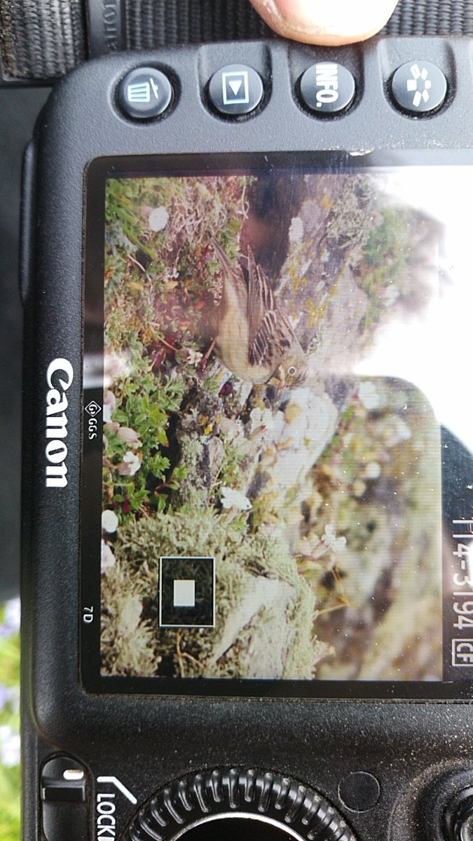 skomer_island's tweet image. Ortolan bunting on the island! #backofcamera (joes camera) @BirdGuides @SkokholmIsland @RSPBRamsey
