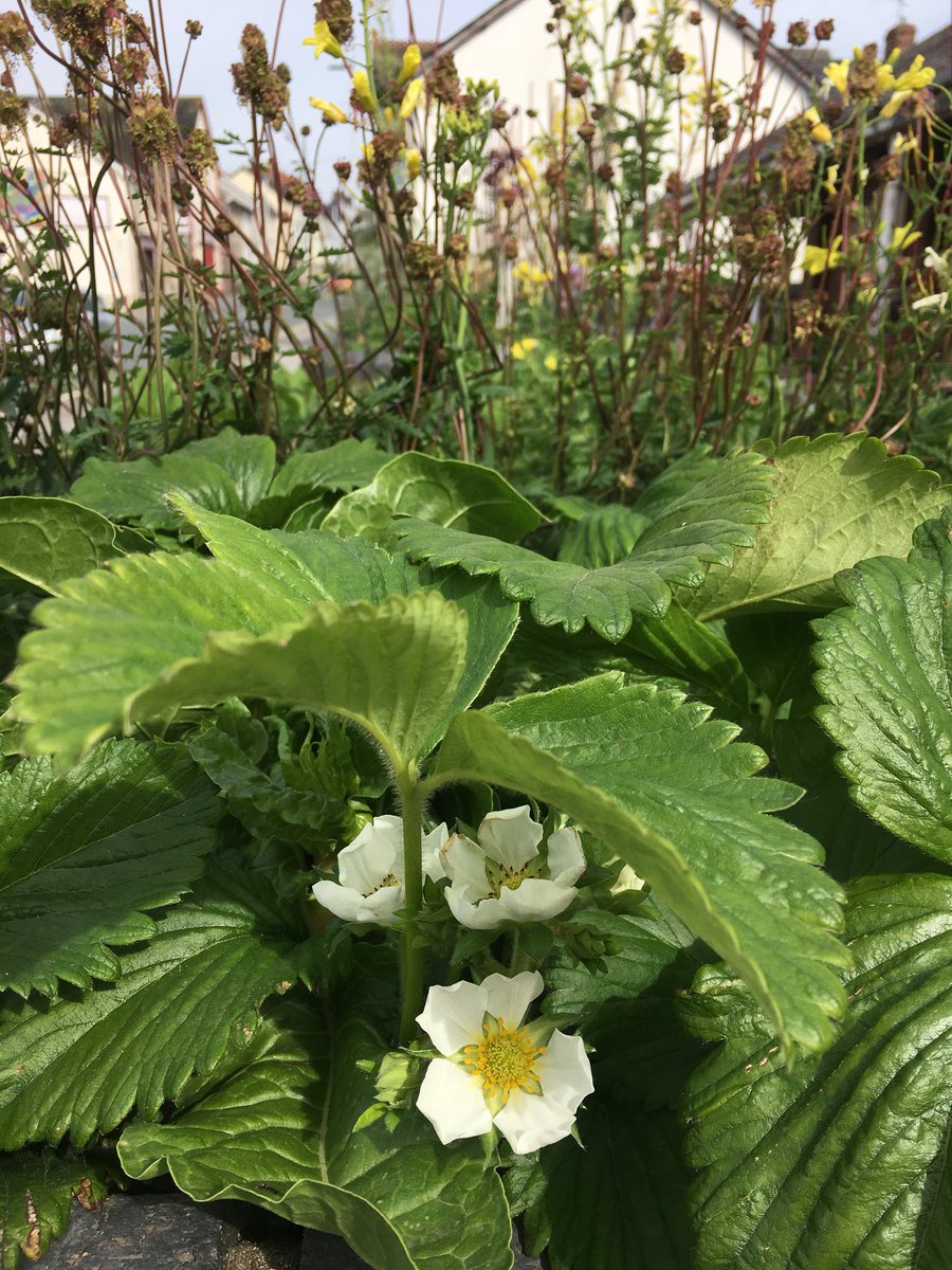 coop_member's tweet photo. Planting for the season has taken place today outside our store. The fantastic Incredible Edible Lampeter / Bwyd Bendigedig Llambed have filled planters with a variety of fruits, salads, herbs and vegetables. 
It looks lovely!!🌱🍓😃 https://t.co/dbkq0SpHUe