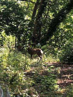 GMPCityCentre's tweet photo. Currently a deer in the City Centre first seen near the canal in Castlefield. CCTV asked for a description of the animal "erm, it's brown &amp; a deer" replied the officer. Last seen in this photo taken by a PCSO heading into Whitworth Park. No i-deer where it is heading next. https://t.co/5xz2YHRJJ4