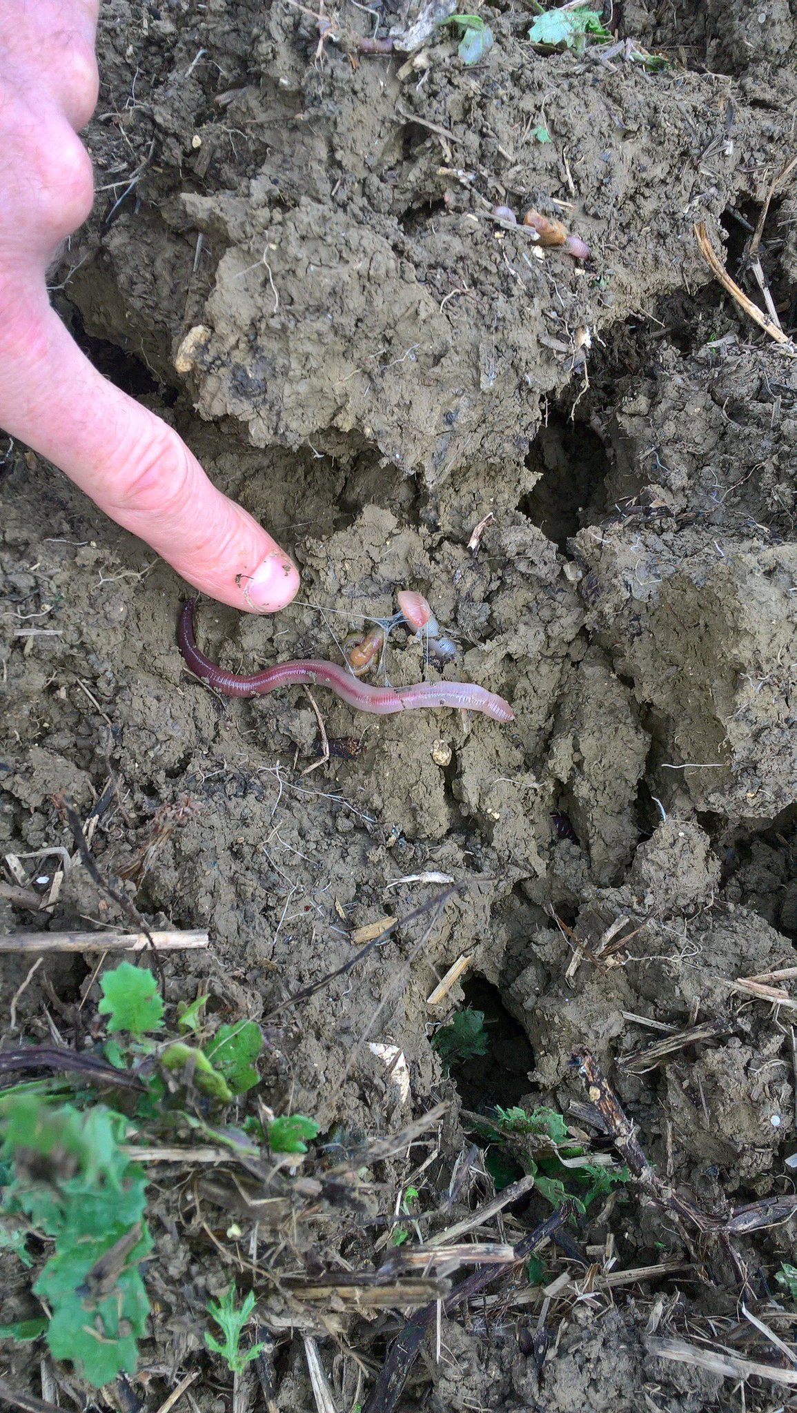 Andy vaccinated 🐶 on Twitter "BiodiversID carrys out a survey on the