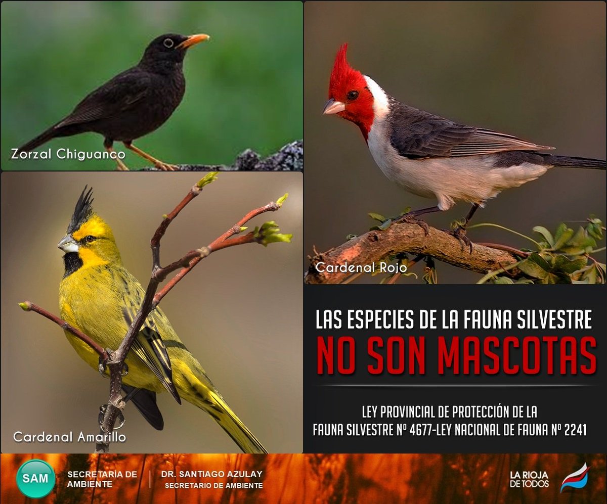 Unduh 74 Koleksi Gambar Fauna Di Filipina  Gratis HD