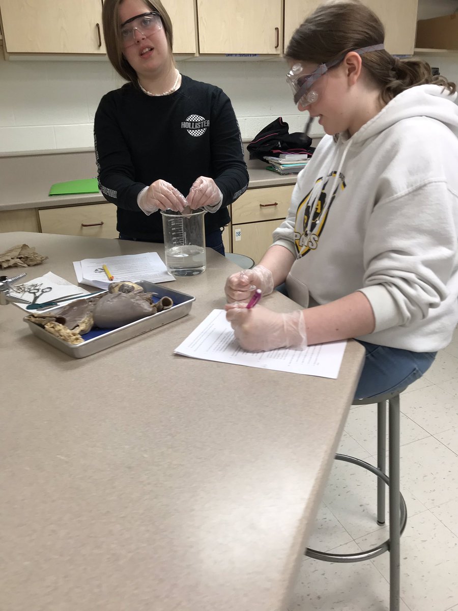greenwaysclass's tweet photo. Sheep Pluck Dissection. External observation, pericardium removal and lung float. Busy day in Anatomy. @PagePanthers #WeAreLamphere @PageSciDept https://t.co/PexejHPiEG