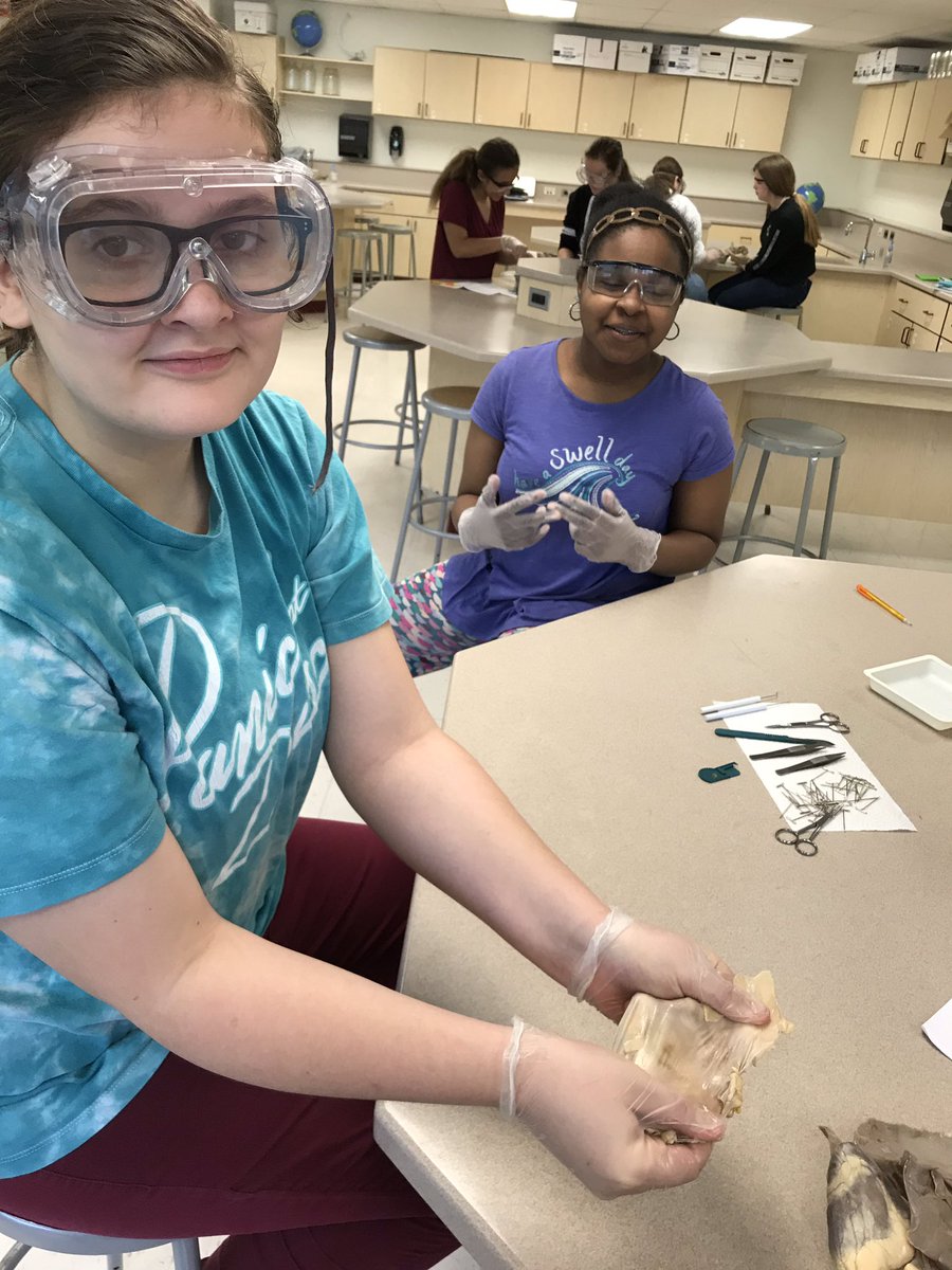greenwaysclass's tweet photo. Sheep Pluck Dissection. External observation, pericardium removal and lung float. Busy day in Anatomy. @PagePanthers #WeAreLamphere @PageSciDept https://t.co/PexejHPiEG