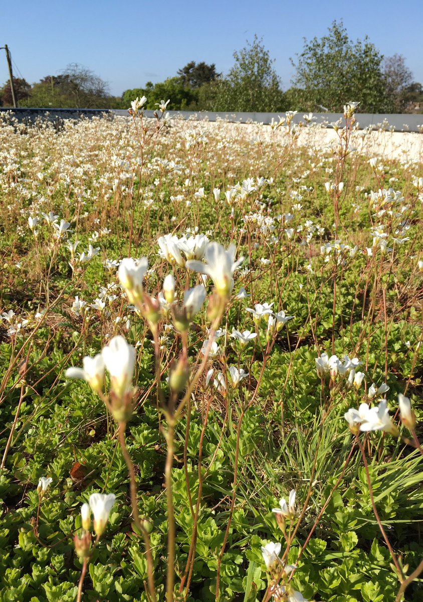urbangreeningco's tweet image. Beautiful saxifraga on the Britten pears foundation in Suffolk today  with the red house in view #brittenpears #benjaminbritten #peterpears #aldeburgh #suffolk #greenroof #green #saxifraga #sedum #sedumroof #plants