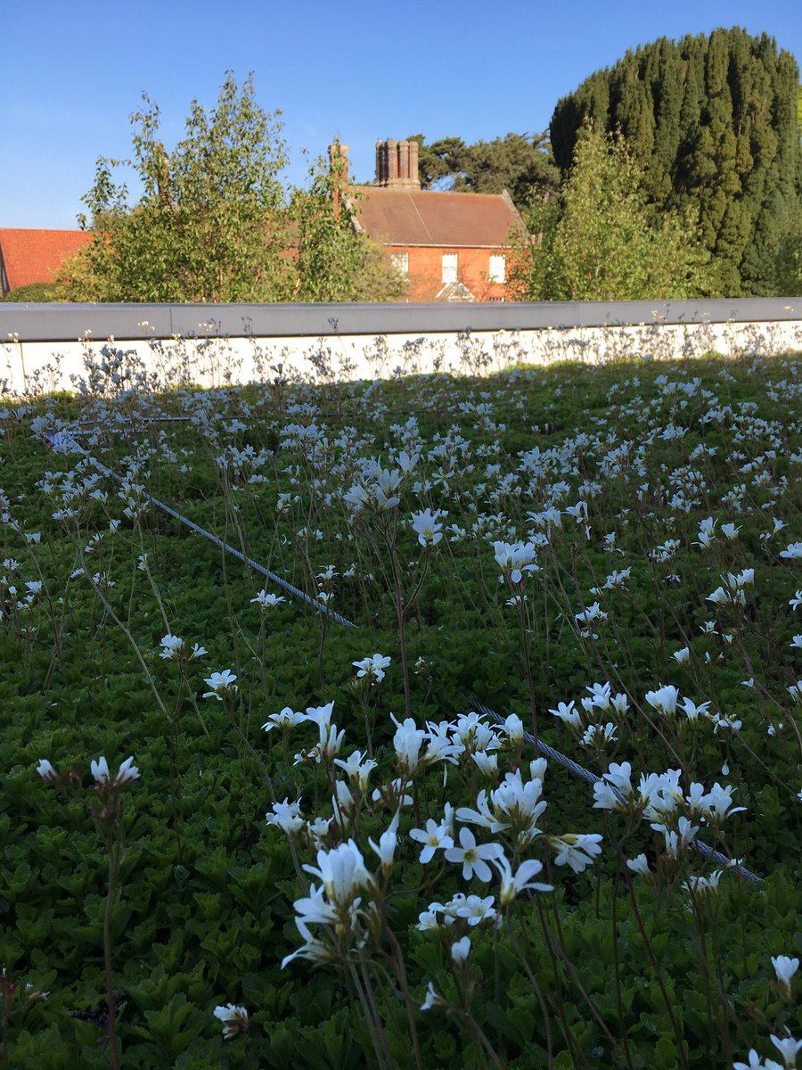 urbangreeningco's tweet image. Beautiful saxifraga on the Britten pears foundation in Suffolk today  with the red house in view #brittenpears #benjaminbritten #peterpears #aldeburgh #suffolk #greenroof #green #saxifraga #sedum #sedumroof #plants