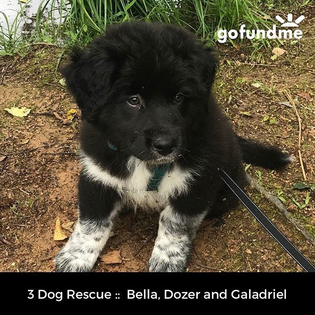 3 dog rescue operation! bit.ly/2YzZtHB