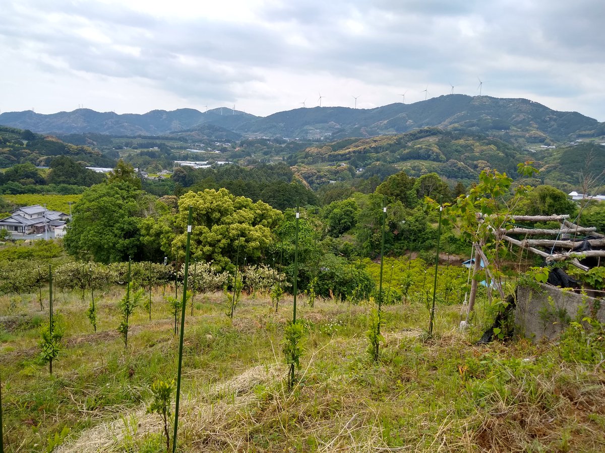 To Enami Farm, another maker of stunning Gold Award Marmalade growing about 30  varieties of citrus pretty well at the northern limit of cultivation in Japan. The stress produces great flavour but the Mikan (mandarins) are prone to losses. #MarmaladeFestivalJapan