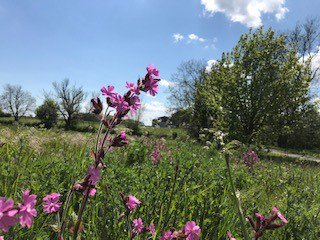 unclehenrysLinc's tweet image. Our farm is part of a higher-level environmental stewardship scheme which means we commit to maintain our natural environmental as well as creating new features which includes our wild flower margins. These flowers can be seen as you come down the drive to visit the farm shop.