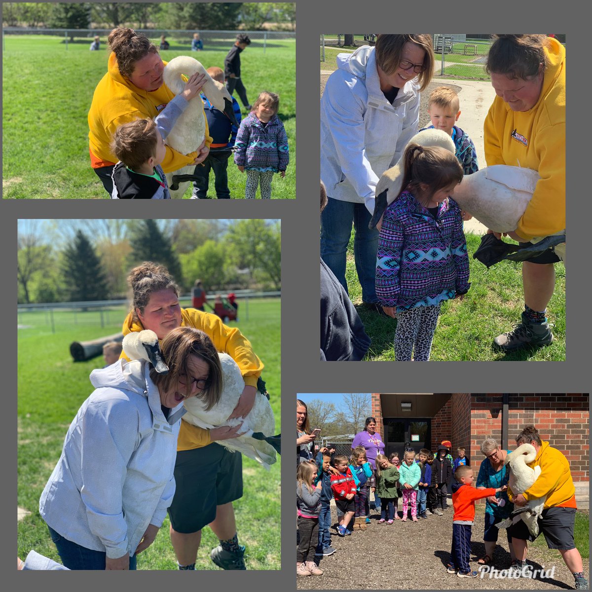spencercsd's tweet photo. Kindergarten students were surprised at recess by Bree with Clay County Conservation Board and the trumpeter swan. They were able to pet him, if they chose to, and learned some about his story! https://t.co/GIWZ7xILar
