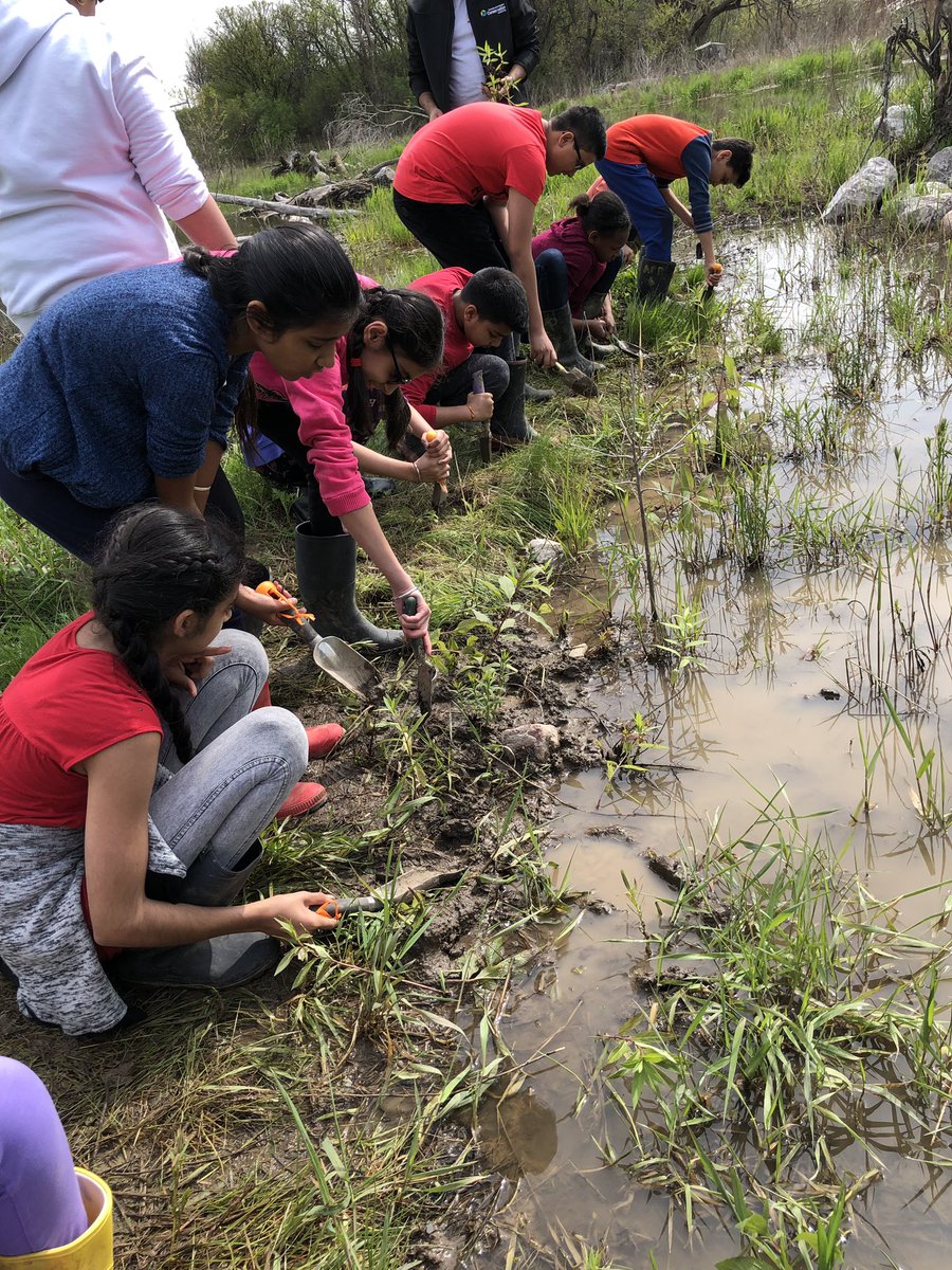 MotalaSM's tweet photo. Ms Motala’s and Ms Thom’s grade 6 science classes are planting native aquatic plants to increase biodiversity @springbrook @SpringbrookEco @PDSB_eco @PeelSchools thank you @TRCA_HQ  for the amazing experience! https://t.co/YYzGHJCqyP