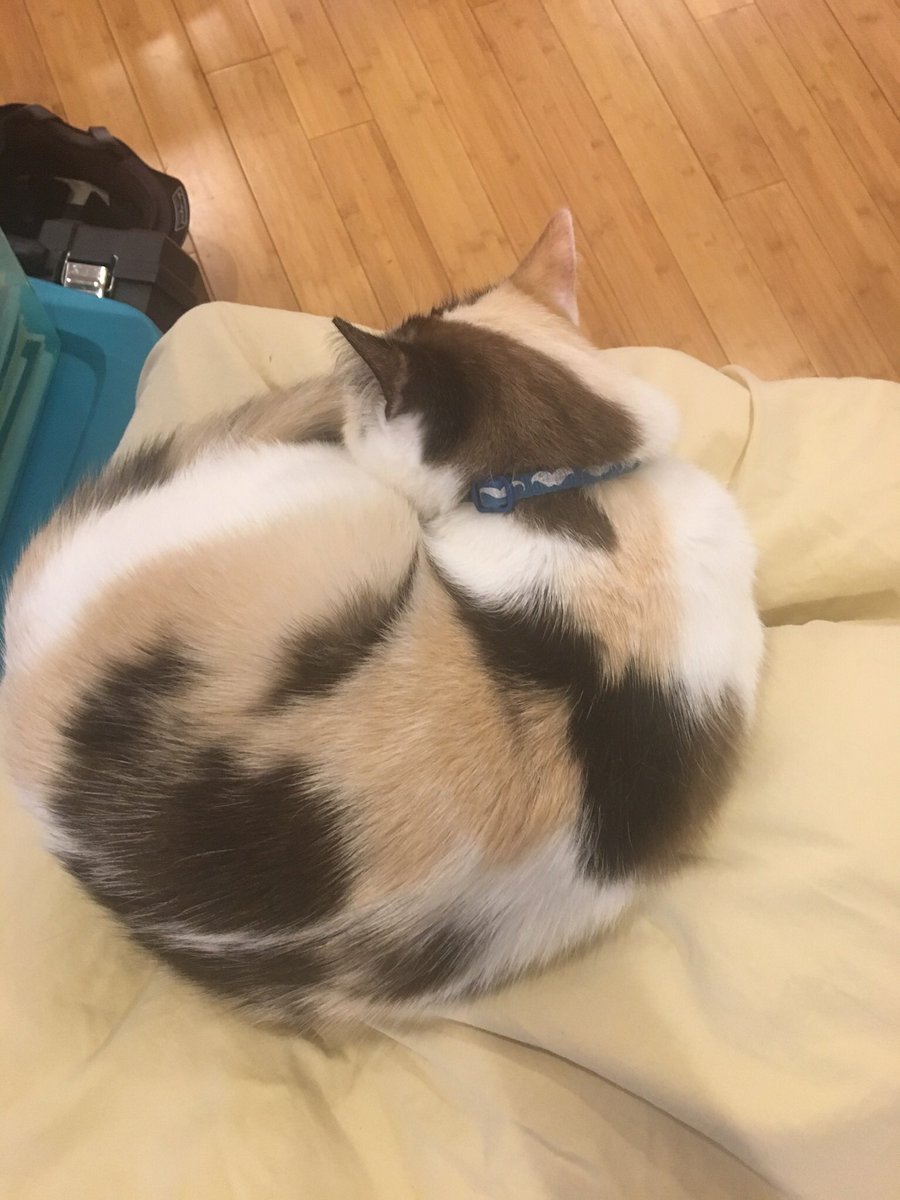 sourry for my absense, me and my sister haf been busy loungeing