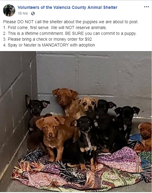 Valencia_County's tweet photo. The Valencia County Animal Shelter in Los Lunas NM is COMPLETELY FULL. We have taken in 58 dogs and cats TODAY 5/14/19. 36 of those were owner surrenders and 22 were stray. This is ridiculous Valencia County!! You are better than this! https://t.co/O4SuYVuTcR https://t.co/3naDvRyp1r