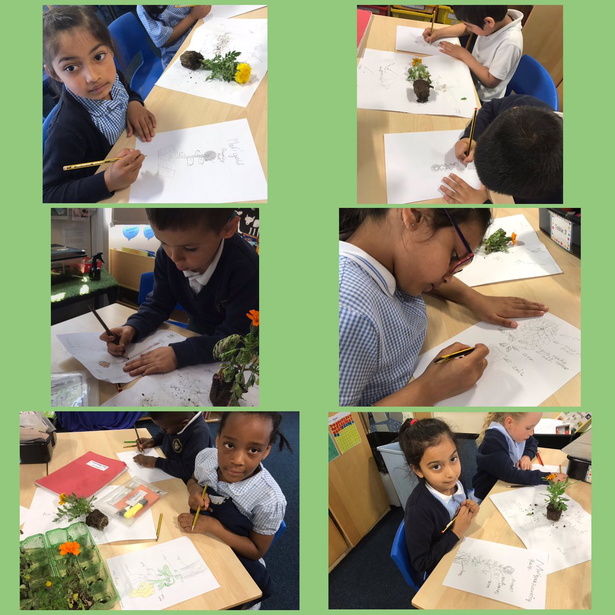 StPaulsBolton's tweet photo. Year 1 have been making careful observations of marigolds in science. They have created amazing drawings and labelling the parts of the flowering plant ๐๐ฅ๐ท๐บ๐ป๐น๐ธ๐ผ #year1lovescience #stem #observing https://t.co/nb8rIWPCtv