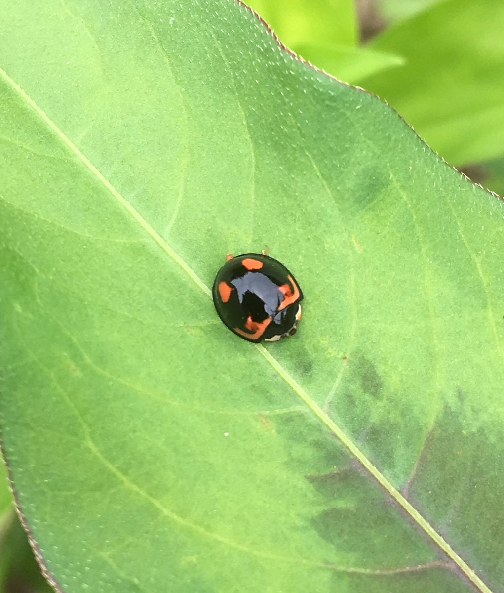 るくれるく 職場近くのムシシリーズ 今日から外仕事 今年も沢山 虫 を見つけましょう 今日は テントウムシ を多く見つけました 黒地に赤の模様ですが不規則ですね むし ムシ 昆虫 虫注意 ナミテントウ ナミテントウムシ 天道虫 甲虫