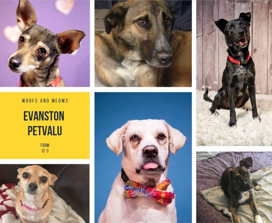 RescueEj's tweet photo. Adoption Event this Saturday May 18! Come meet some of our amazing dogs waiting for there furever family!
12 to 3 at pet valu Evanston calgary!
#yycevents #AdoptADog #fureverfamily #AdoptDontShop #dogsofalberta #yycrescue #adoptionevent #dogsoftwitter #ejrescuecanada #rescuedog https://t.co/NwUYt5ygt3