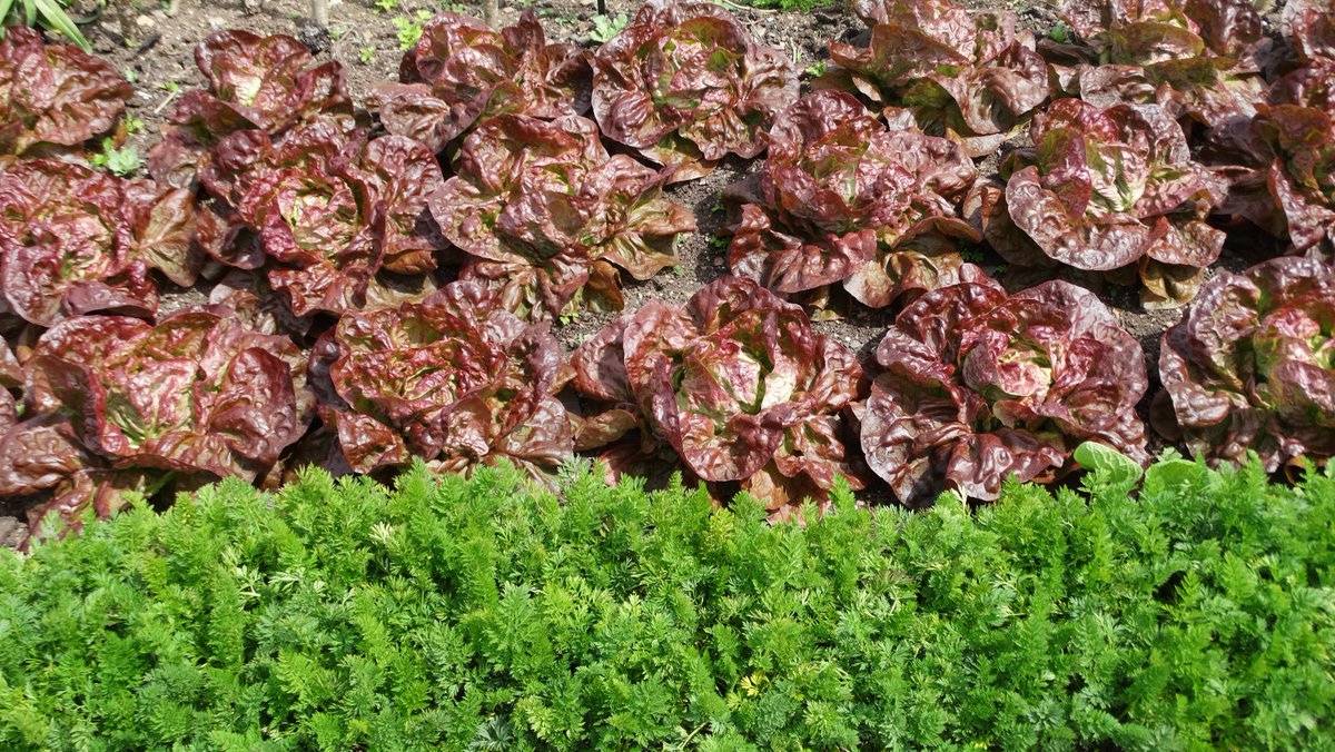 RHS_Rosemoor's tweet photo. Lettuces with Carrots (in the foreground) growing nicely in the #Pottager and destined for the #GardenKitchen Restaurant's daily menus - you can't get fresher or more local than that!
#FrreshFruitandVeg
#Fromplottoplate
#Growthisspring
#Devon
@lovenorthdevon @VisitDevon https://t.co/8O1rKq2IV8