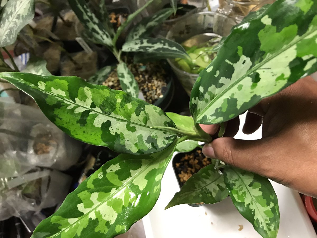 アグラオネマ　月光 アグラオネマ 月光 KENZO on X