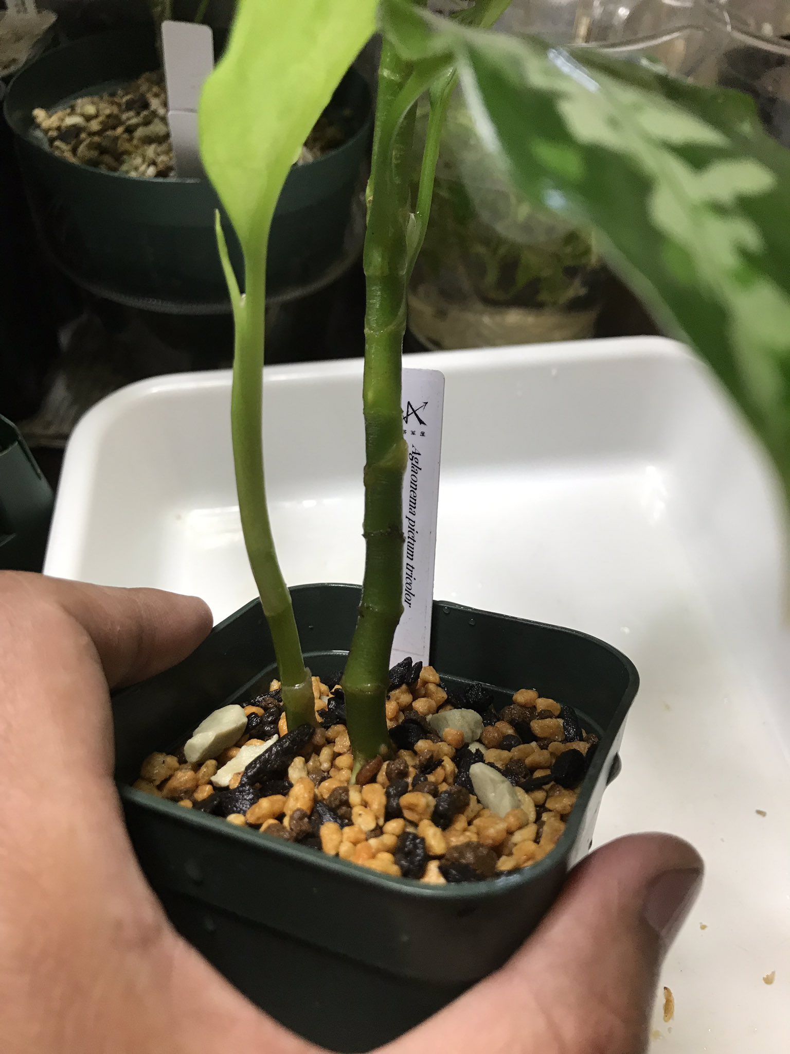 アグラオネマ　白蛇系 アグラオネマ Sp. ホワイトレガシー》 Aglaonema Sp. 'White