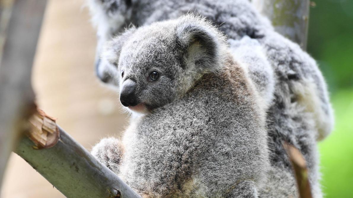 Сумчатый медведь коала австралия. Коала. Сумчатые млекопитающие коала. Тип коал. Тип коал.