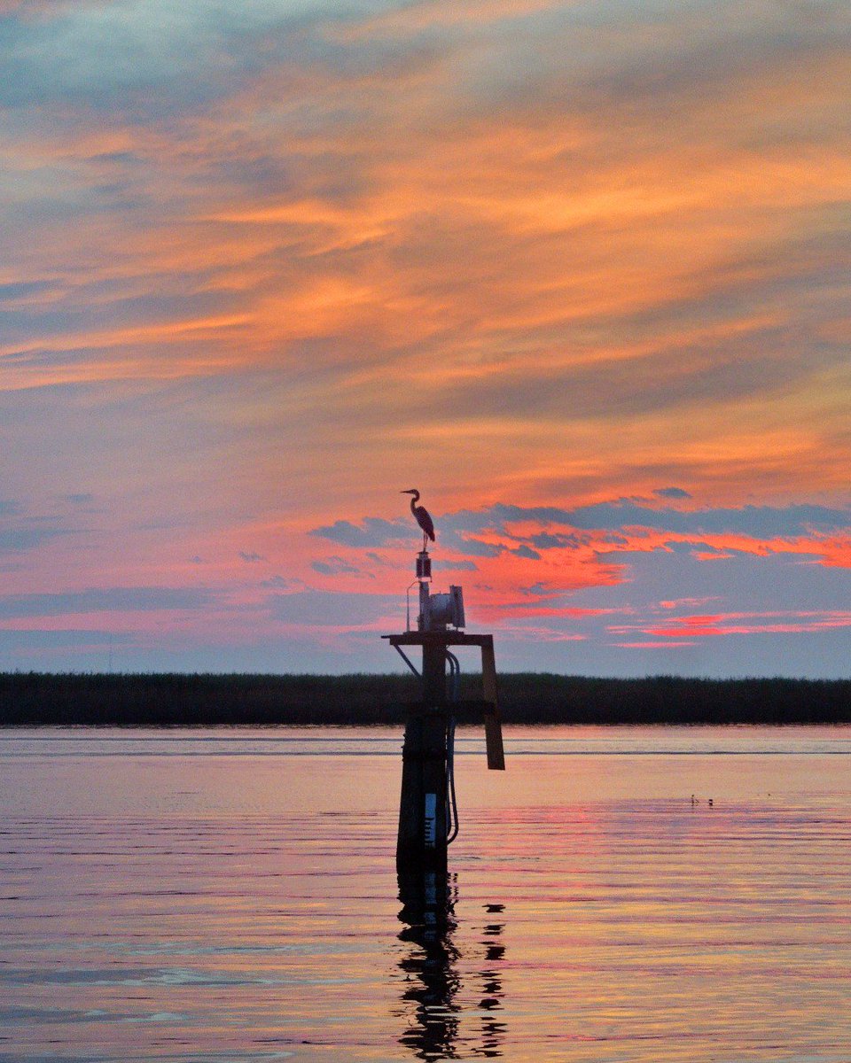 StGeorgeIsland's tweet photo. We can find this is our backyards! How did we get so lucky?
#FindThis #Lucky #Backyard #StGeorgeIslandFL #ForgottenCoast #Apalachicola #Travel #VisitFL #RVPSGI #SGI #GulfofMexico #stgeorgeisland #familytravel #beach #apalachicolabay #beachlife #gulfcoast #lovefl #saltlife https://t.co/GRwWiq4vf2
