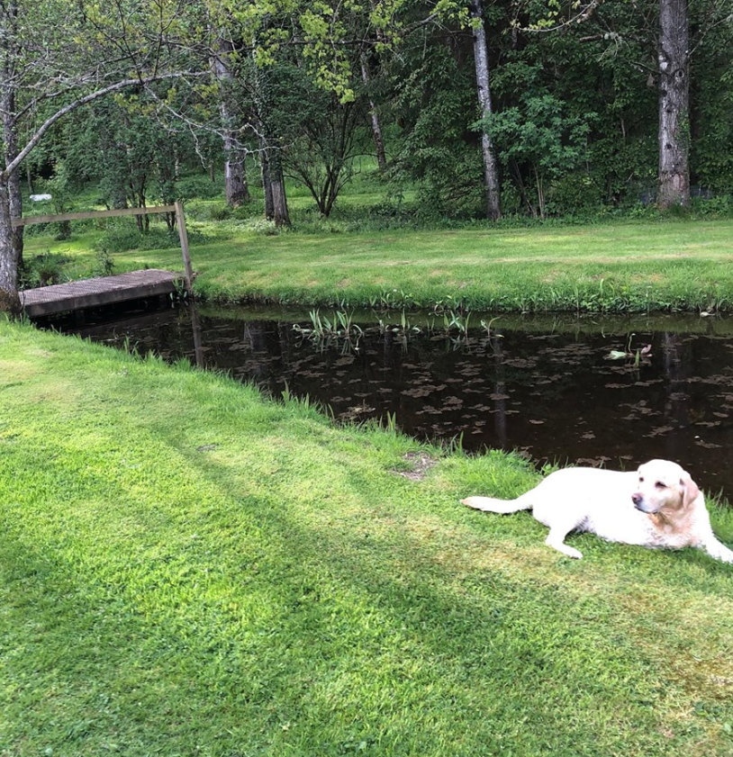 WeAcceptPets's tweet photo. "Brilliant, #relaxing long weekend. #Beautifulcottage &amp; fantastic facilities with loads of room to walk the dogs in the enclosed grounds. Beautiful views overlooking the #RiverTay."
 
Accepts 🐶
https://t.co/qgzPio6oke

#GuestReview #Perthshire #HolidayCottage #DogWalks #Scotland https://t.co/eZhcA7WGMC