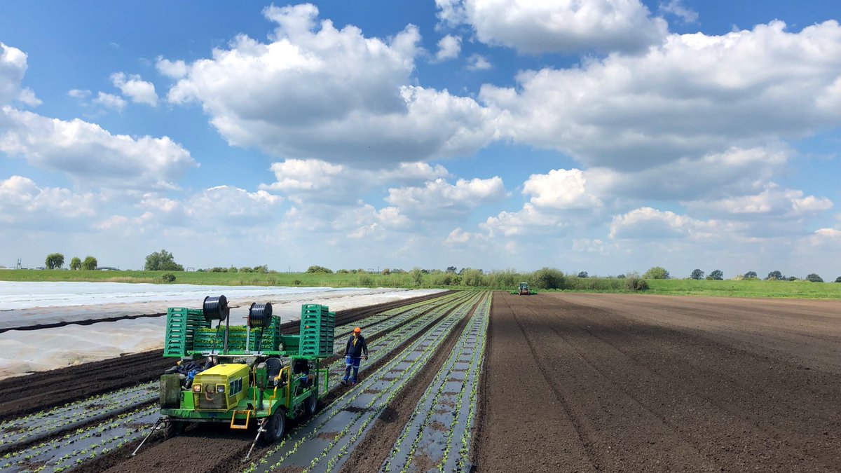 Dirt_Science's tweet photo. Organic celery going in @GsBrand on biodegradable starch ‘plastic’ (for weed control) & precision drip irrigation. Fleeces keep temp up to 5degC above ambient air temp. Fantastic #mobileconference format @LEAF_Farming #IFM meeting https://t.co/rv9KEJ6cDr