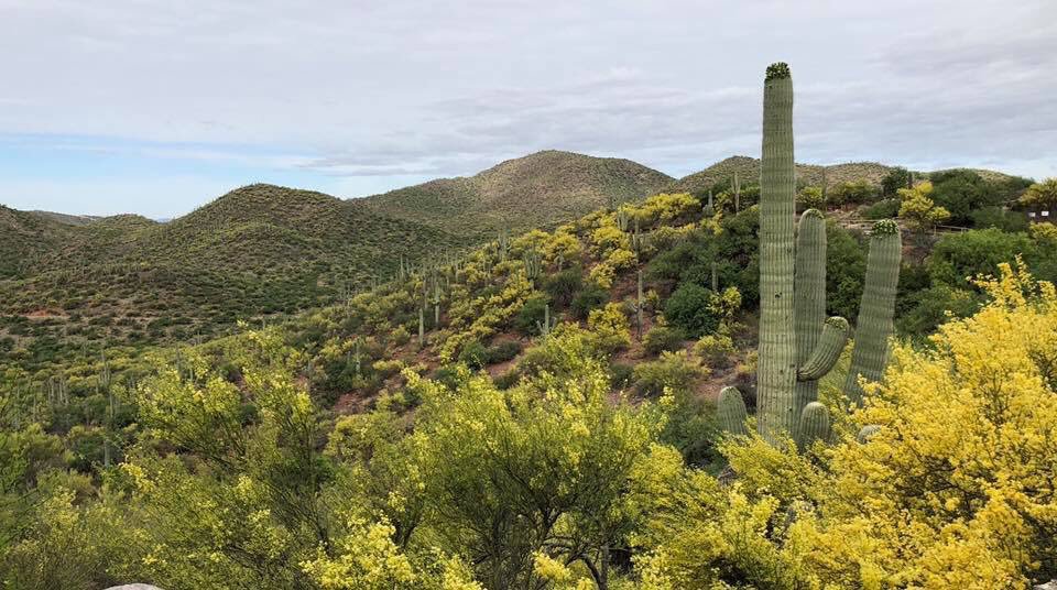 ColossalCavePrk's tweet photo. Blankets of yellow everywhere!😍🤧 https://t.co/YqeXQZnIrP