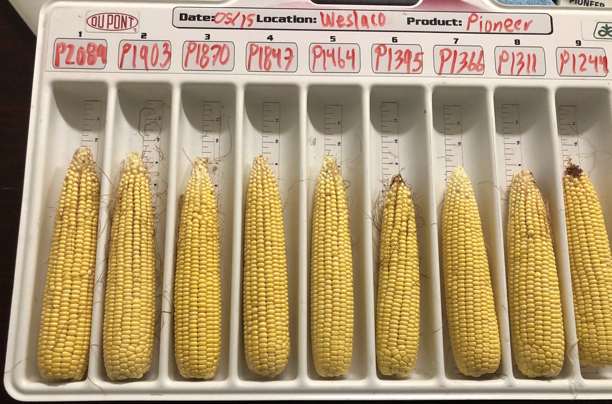 AdamOwens_11's tweet image. A great @PioneerSeeds portfolio for Texas. Outstanding yield potential! #LocalTesting #YieldHero #CornRevolution