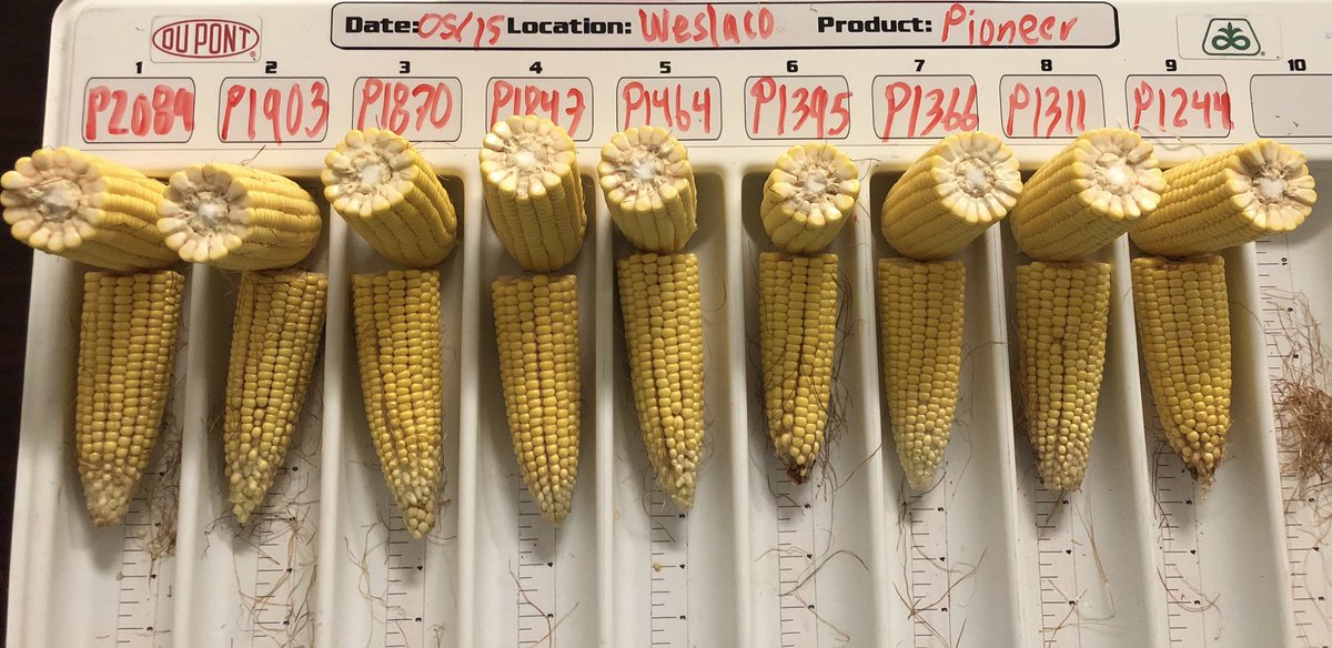 AdamOwens_11's tweet image. A great @PioneerSeeds portfolio for Texas. Outstanding yield potential! #LocalTesting #YieldHero #CornRevolution