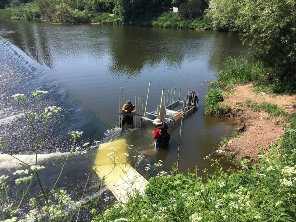 DaveThroup's tweet image. Great news that today we met our target and tagged our 100th Shad at #Tewkesbury 

Means that @SevernUnlocked ground breaking research continues apace as the fish recolonises its historic territories. #severnshadrun