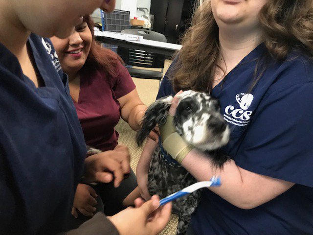 CCCS_School's tweet photo. Today the Animal Science students learned to brush a dog's teeth :) #animalscience #cteclasses #gcc_charters #cccssac https://t.co/8bVQrSQbPY